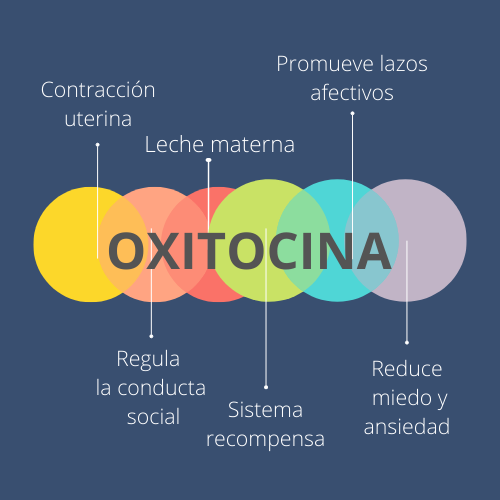 Oxitocina: La hormona de los lazos afectivos.